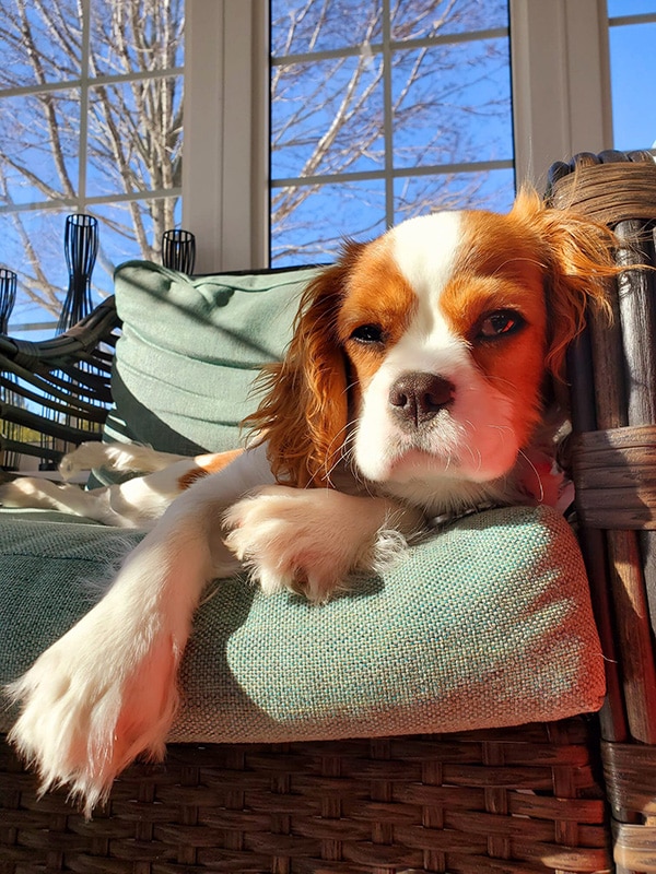 A King Charles Cavalier
