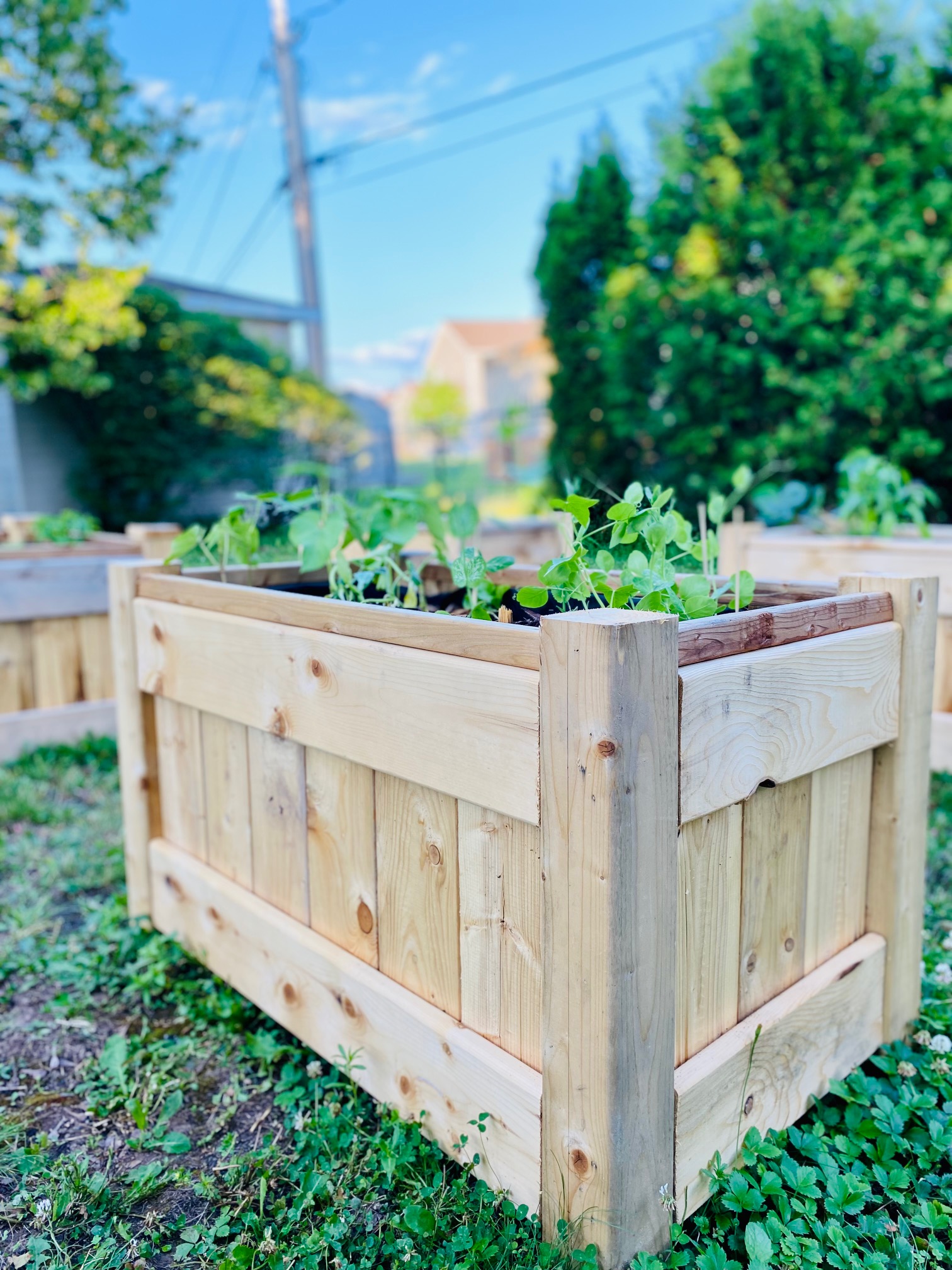 How To Prepare Your Raised Garden For This Summer!